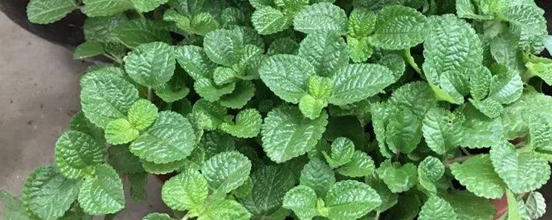 吸毒草的产地，产于欧洲地中海南岸