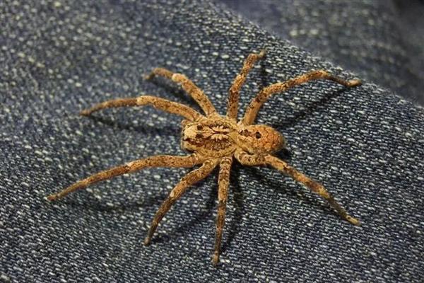 蜘蛛的天敌，有蟾蜍、蛙、蜥蜴等