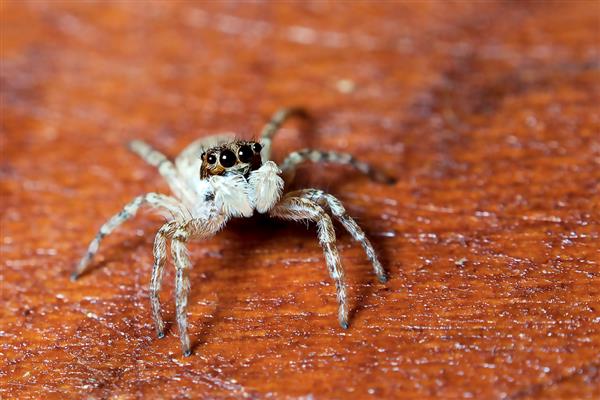 蜘蛛的天敌，有蟾蜍、蛙、蜥蜴等