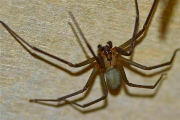 蜘蛛的天敌，有蟾蜍、蛙、蜥蜴等