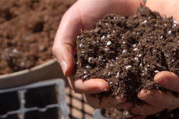 鹅掌花的养殖方法，要为其浇灌未遭受污染的天然水