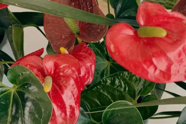 鹅掌花的养殖方法，要为其浇灌未遭受污染的天然水