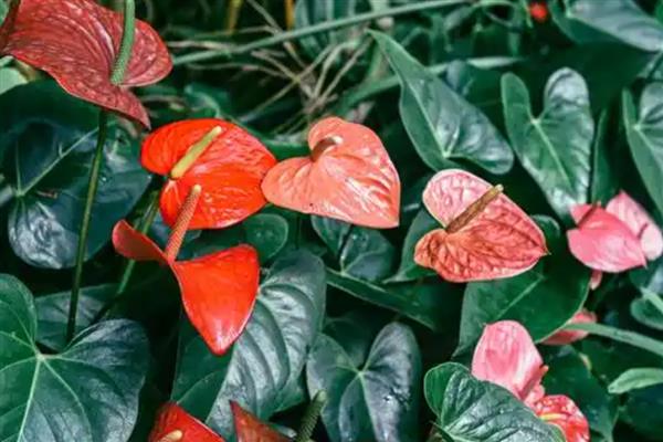 鹅掌花的养殖方法，要为其浇灌未遭受污染的天然水