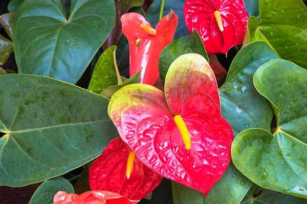 鹅掌花的养殖方法，要为其浇灌未遭受污染的天然水