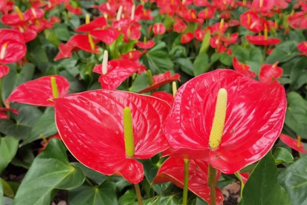 鹅掌花的养殖方法，要为其浇灌未遭受污染的天然水