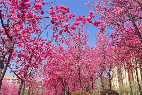樱花属于哪种树的花，生长在小乔木上面