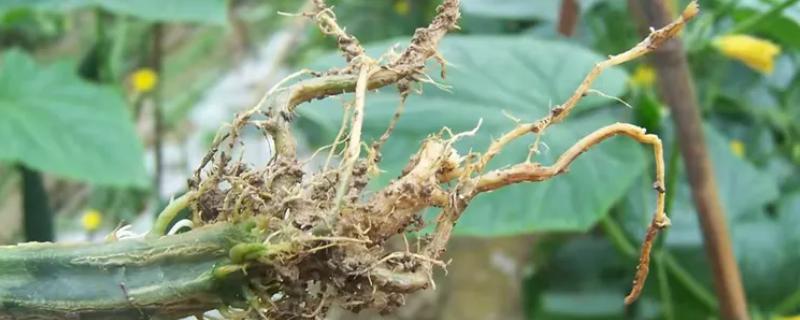 黄瓜根腐菌病症状，其茎基部会萎缩