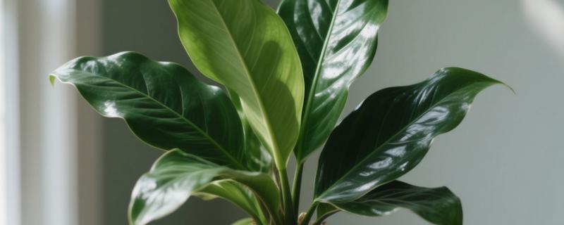 金钻与红钻的区别，叶片有所不同