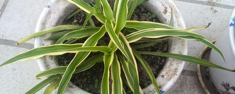 吊兰叶子发黄怎么处理，根据原因对症治疗