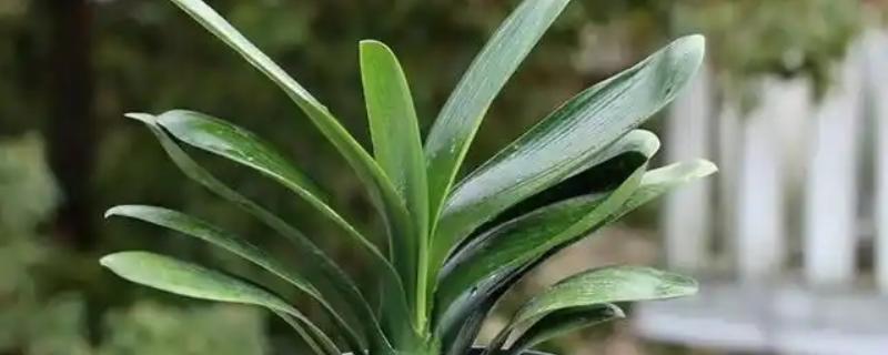 君子兰叶片发黄枯萎如何处理，土壤板结需更换疏松肥沃的新土