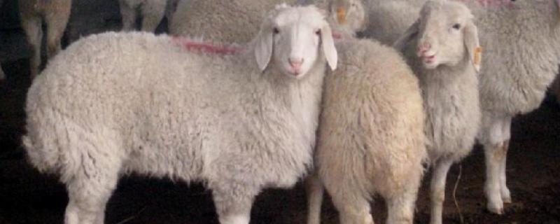 羊怕冷吗，羊不怕冷但也要做好保温措施