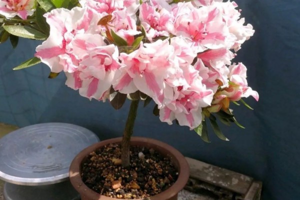 杜鹃花花瓣为什么会枯萎，可能是土壤不适所致