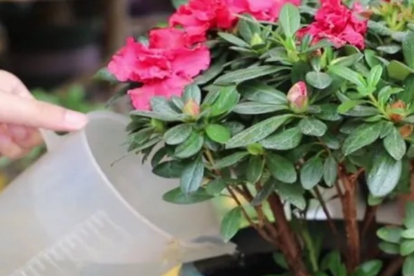 杜鹃花花瓣为什么会枯萎，可能是土壤不适所致