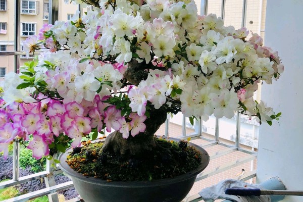 杜鹃花花瓣为什么会枯萎，可能是土壤不适所致