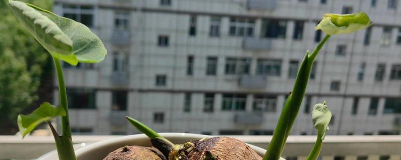 芋头盆栽种植方法，将芋头竖着埋入土壤中