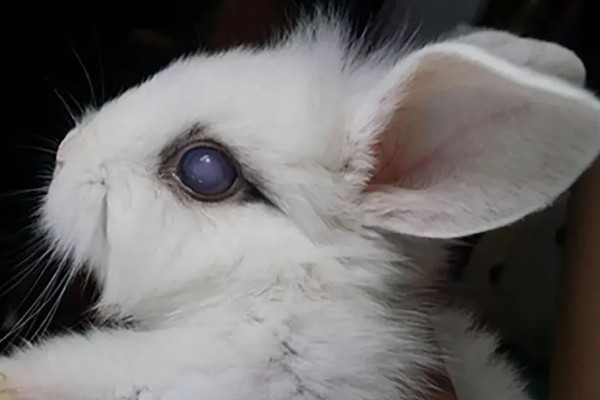 兔子眼睛出现白色粘液的原因，可能是喂食不当、眼睛发炎等因素所致