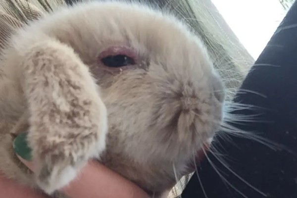 兔子眼睛出现白色粘液的原因，可能是喂食不当、眼睛发炎等因素所致