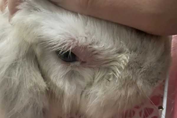 兔子眼睛出现白色粘液的原因，可能是喂食不当、眼睛发炎等因素所致