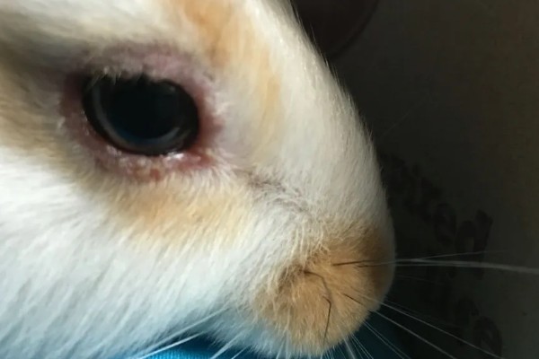 兔子眼睛出现白色粘液的原因，可能是喂食不当、眼睛发炎等因素所致