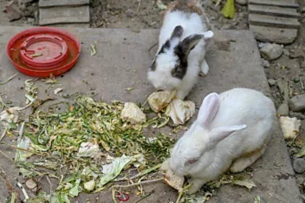 兔子眼睛出现白色粘液的原因，可能是喂食不当、眼睛发炎等因素所致