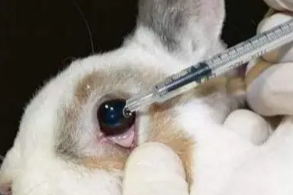 兔子眼睛出现白色粘液的原因，可能是喂食不当、眼睛发炎等因素所致
