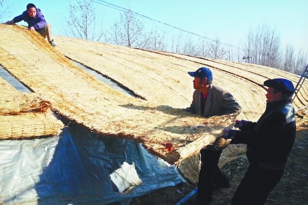 雪后怎么管理大棚蔬菜,清除积雪避免损伤棚膜