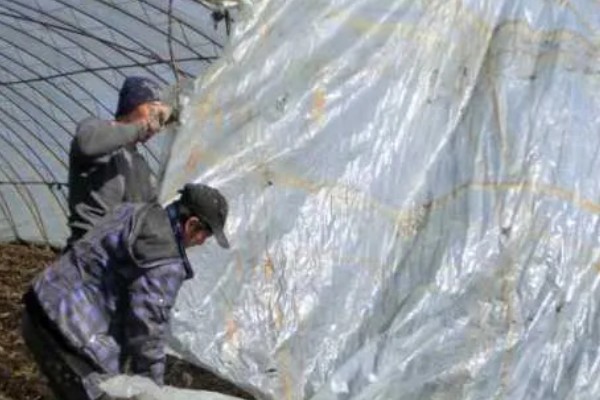 雪后怎么管理大棚蔬菜,清除积雪避免损伤棚膜
