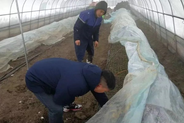 雪后怎么管理大棚蔬菜,清除积雪避免损伤棚膜