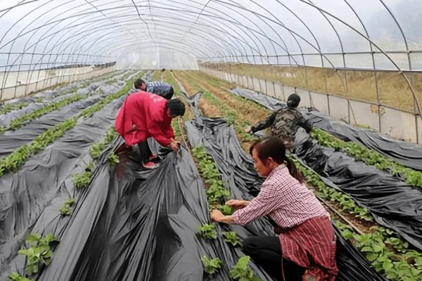 雪后怎么管理大棚蔬菜,清除积雪避免损伤棚膜