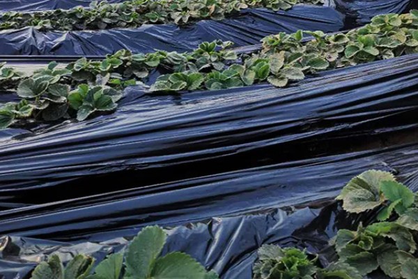 雪后怎么管理大棚蔬菜,清除积雪避免损伤棚膜