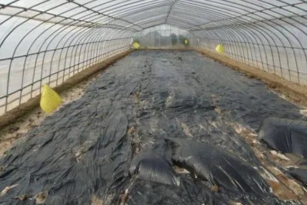 雪后怎么管理大棚蔬菜,清除积雪避免损伤棚膜