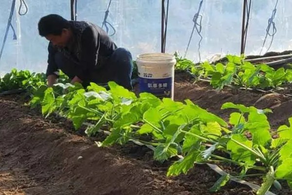 雪后怎么管理大棚蔬菜,清除积雪避免损伤棚膜