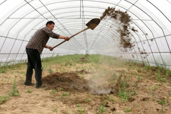 雪后怎么管理大棚蔬菜,清除积雪避免损伤棚膜
