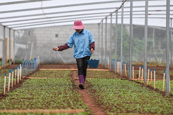 雪后怎么管理大棚蔬菜,清除积雪避免损伤棚膜
