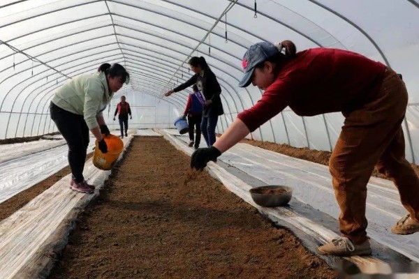 雪后怎么管理大棚蔬菜,清除积雪避免损伤棚膜