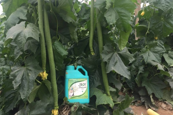 雪后怎么管理大棚蔬菜,清除积雪避免损伤棚膜