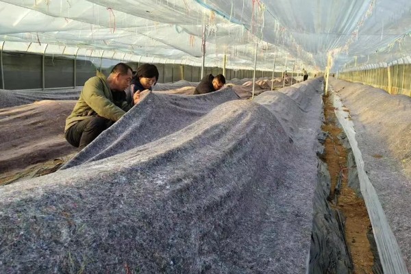 雪后怎么管理大棚蔬菜,清除积雪避免损伤棚膜