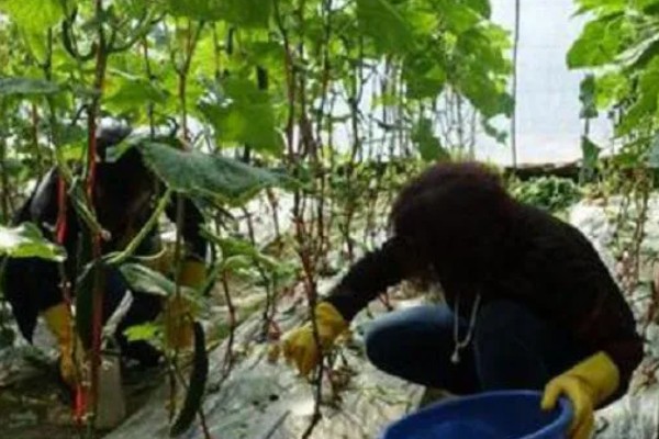 雪后怎么管理大棚蔬菜,清除积雪避免损伤棚膜