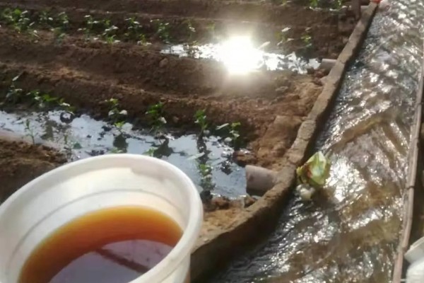 雪后怎么管理大棚蔬菜,清除积雪避免损伤棚膜