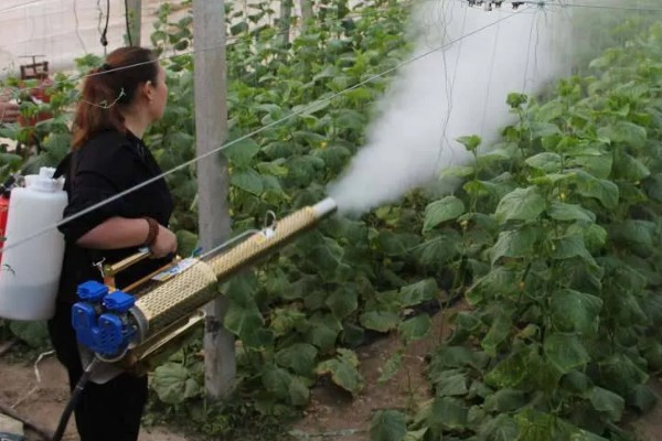 雪后怎么管理大棚蔬菜,清除积雪避免损伤棚膜