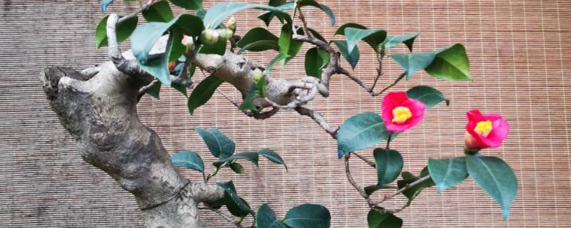 茶花只留树干还可以活吗，能活