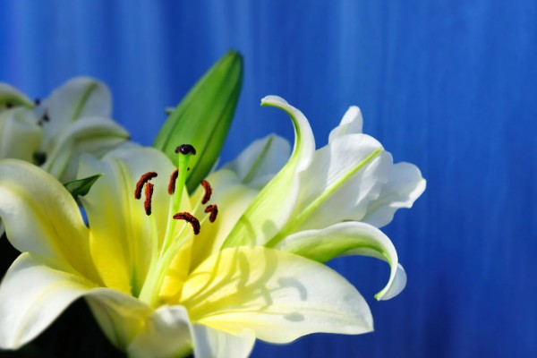 白百合的花语,寓意纯洁庄严、百年好合等