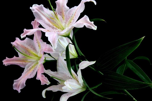 白百合的花语,寓意纯洁庄严、百年好合等