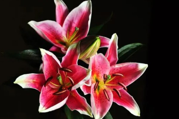 白百合的花语,寓意纯洁庄严、百年好合等