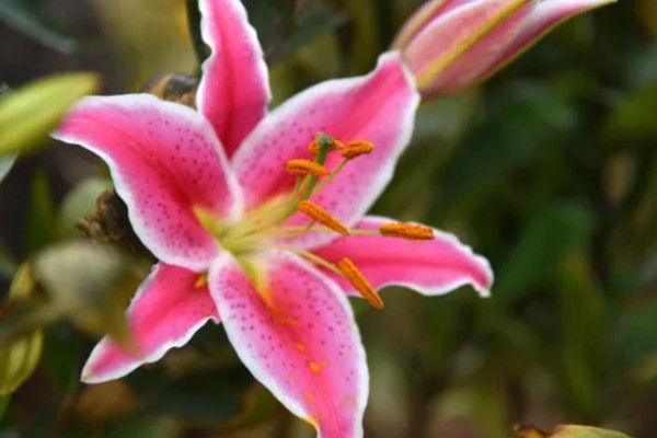 白百合的花语,寓意纯洁庄严、百年好合等