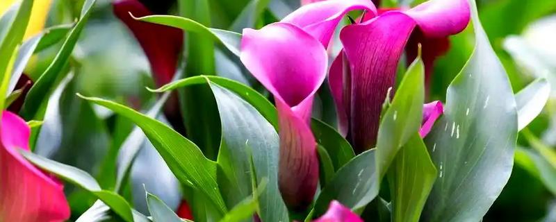 马蹄莲的花语，白色马蹄莲寓意着纯洁的爱