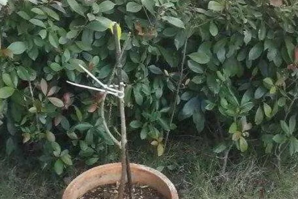 含笑花什么移栽好，在早春发芽前或初冬进行