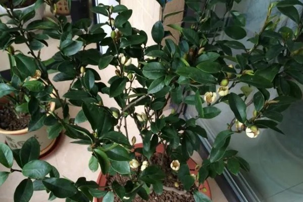 含笑花什么移栽好，在早春发芽前或初冬进行