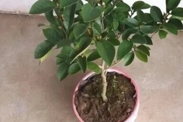 含笑花什么移栽好，在早春发芽前或初冬进行