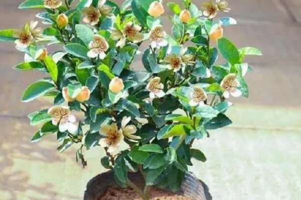 含笑花什么移栽好，在早春发芽前或初冬进行